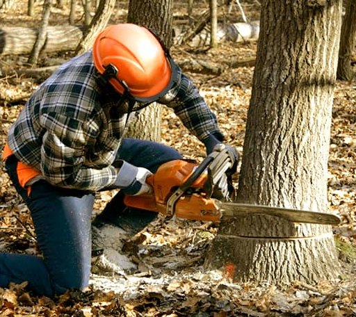 Tree Removal in Angelus Oaks, CA